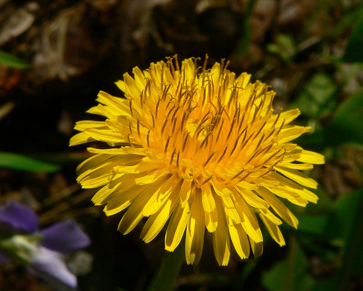 Image of a yellow dandelion taken from Wikipedia's dandelion page https://www.google.com/url?sa=i&url=https%3A%2F%2Fen.wikipedia.org%2Fwiki%2FTaraxacum&psig=AOvVaw18wWXNGSurzz2dCQHKdDbi&ust=1726026010903000&source=images&cd=vfe&opi=89978449&ved=0CBQQjRxqFwoTCPCT0I-6t4gDFQAAAAAdAAAAABAE