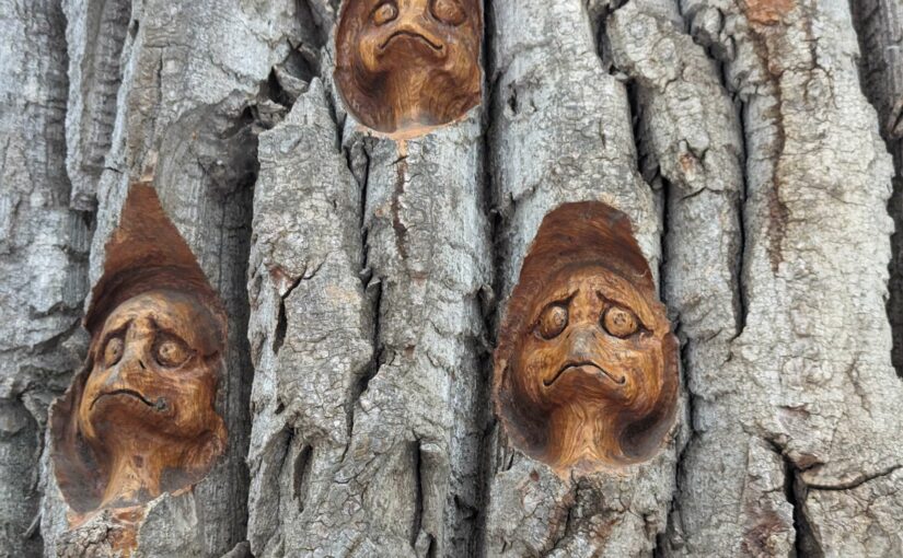 carved faces on a tree in Cottonwood Island Park